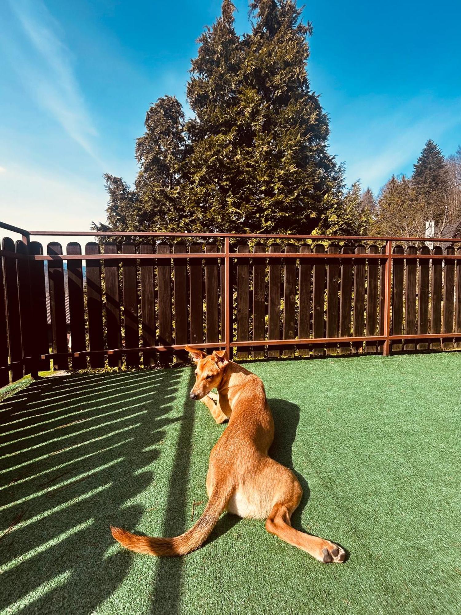 Willa Karolinka Stroza - Pet Friendly Myślenice Εξωτερικό φωτογραφία